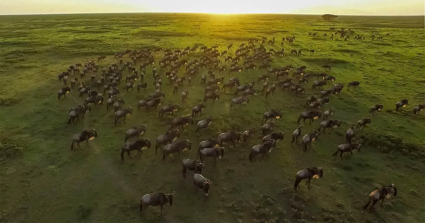 Savannah Migration